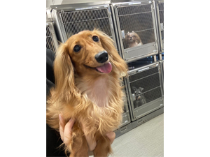 生徒が撮影したモデル犬たち♪